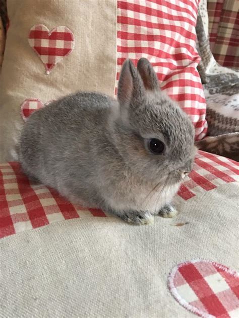 2 Female Netherland Dwarf Baby Rabbits Age 8 And 10 Weeks In