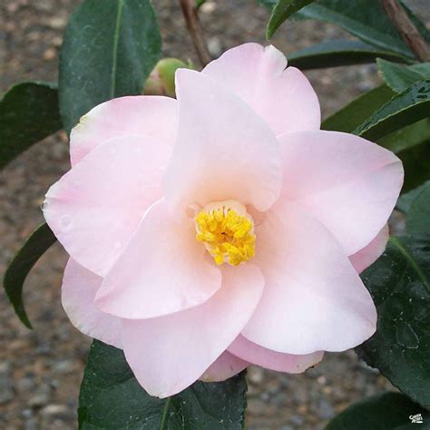 Camellia J Magnoliaeflora Matsudas — Green Acres Nursery And Supply