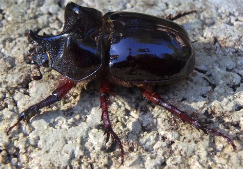 Ox Beetle - What's That Bug?