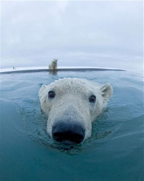 56 Best Polar Bears Images On Pinterest Polar Bears Wild Animals And