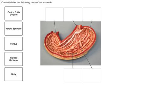 Solved Correctly Label The Following Parts Of The Stomach