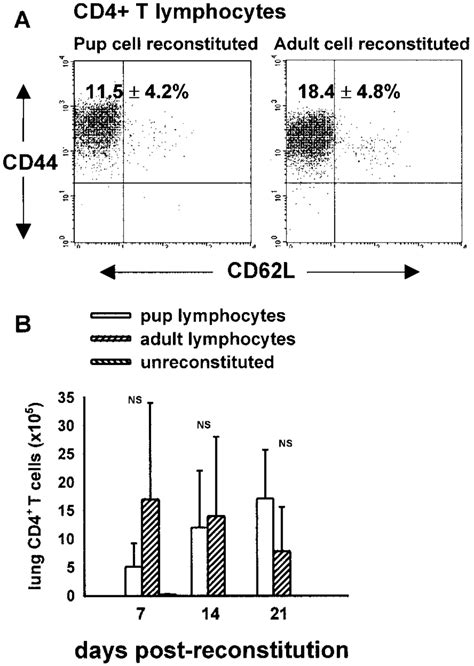 Cd4 T Cell Response In The Lungs Of Scid Adults Reconstituted With Pup