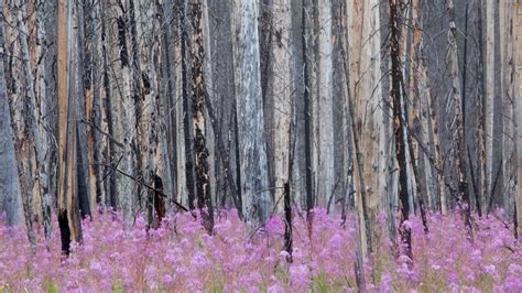 Fireweed Forest Bing Wallpaper Download