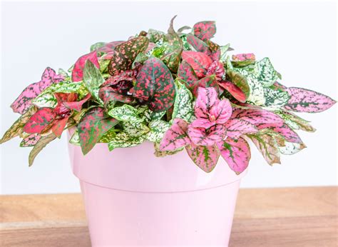 Pink Polka Dot Plant Care Guide