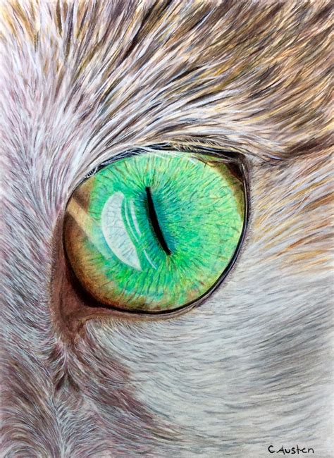 Cats Eye Coloured Pencil And Some Gouache On The Fur 6 X 8 Reference