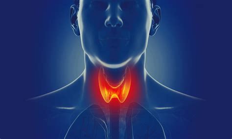 Thyroid Thyroid Disorders Everything You Need To Know Halza Thyroid