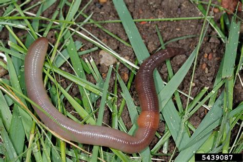 Common Earthworm Lumbricus Terrestris