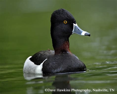 Ring Necked Duck Aythya Collaris Tennessee Wildlife Resources Agency