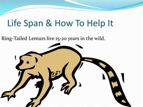 Ppt Ring Tailed Lemur Powerpoint Presentation Free Download Id