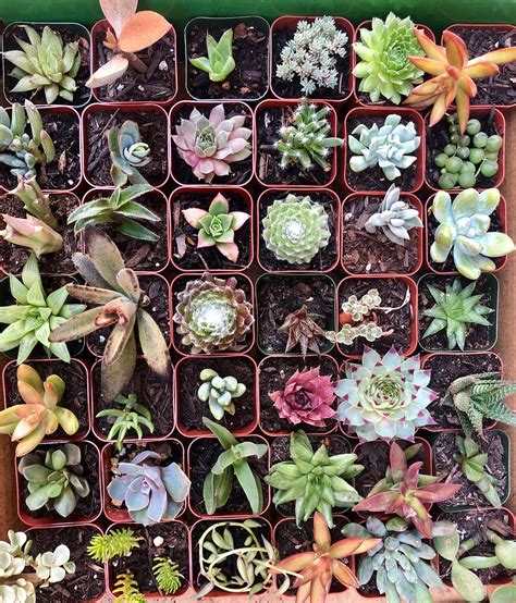 Assorted 2 Pot Succulents Exotic Succulent Plants 15 Etsy Canada