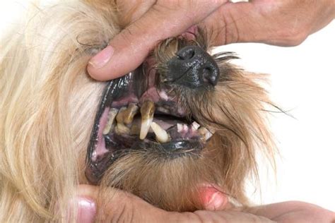 My Dog Has Rotten Teeth Canine Periodontitis Causes Symptoms And