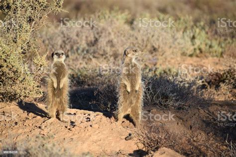 Two Cute Meerkats In The Desert Of Oudtshoorn Behind A Big Green Tree
