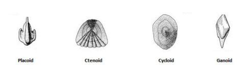 Fish Scales Types Development And Functions Biology Educare