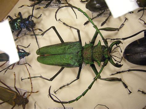 File:Insect Safari - beetle 33.jpg