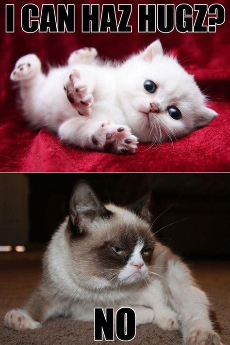 The 25 Best No Grumpy Cat Ideas On Pinterest Grumpy Cat No Meme