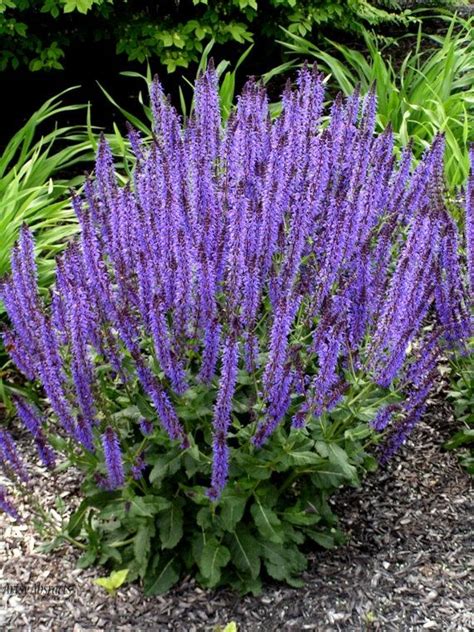 Purple Salvia I Like Caradonna And May Night The Best Long Bloom