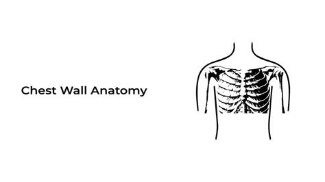 Chest Wall Anatomy Statcardiologist