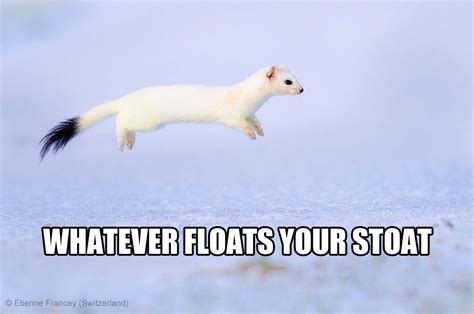 Whatever Floats Your Stoat Stoat Opossum Im Bored