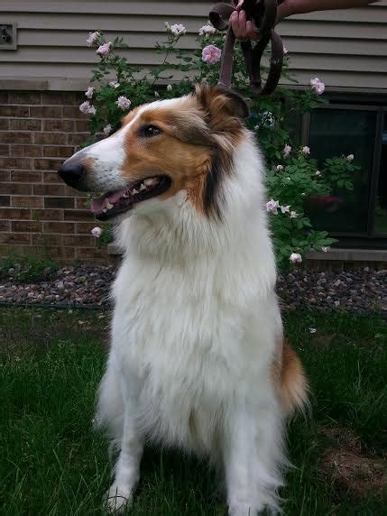 Pictures Of Lassie The Dog In The Blog