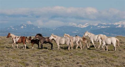 Wyoming Wild Horses The Majestic Wild Horses In Wyoming