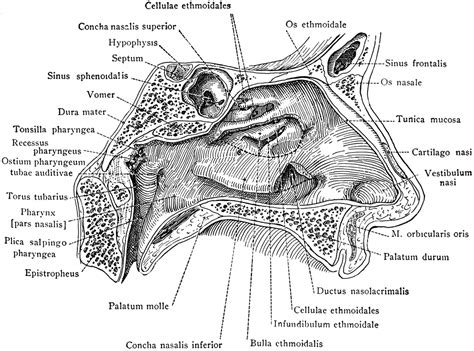 Nasal Cavity Clipart Etc
