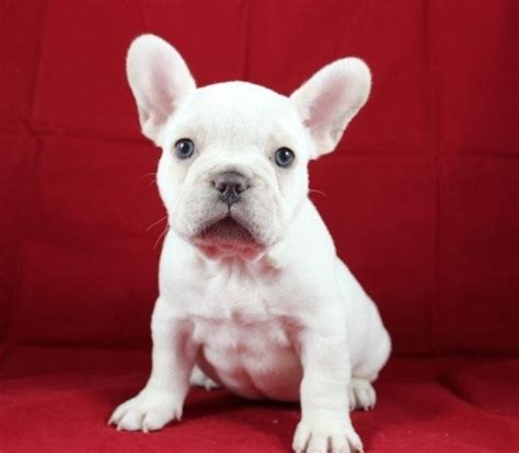 It's free to post an ad. Puppies Under $400 For sale United States Pets - 27