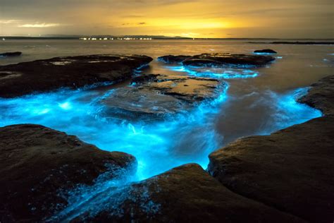 7 Bioluminescent Beaches And Bays That Glow At Night