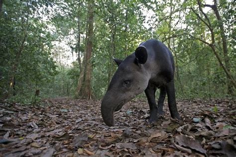 Rare And Beautiful See Costa Ricas Wildlife While You Can Tapir