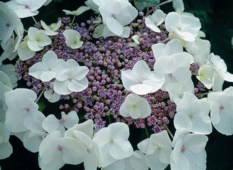 Hydrangea Macrophylla ‘libelle Bild Kaufen 12114459