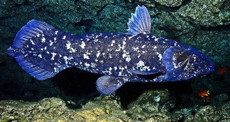 The Coelacanth The Gigantic Prehistoric Fish Thats Still Alive Today