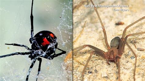 كيف يمكنك معرفة لدغة العنكبوت وما هي اللدغات الأكثر خطورة أزرق برس