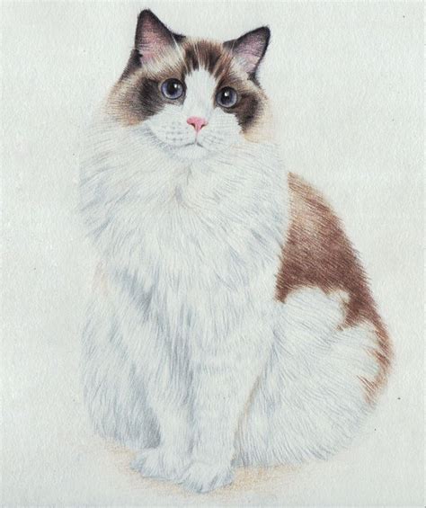 Ragdoll Cat Art Cat Portraits Ragdoll Cat