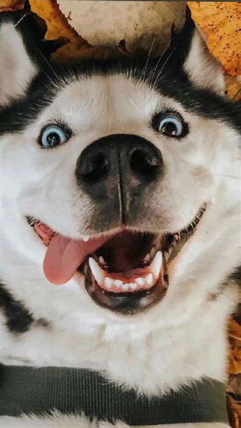 Adorable Alaskan Malamute Puppys Hilarious Head Tilts 🐶 Cute And