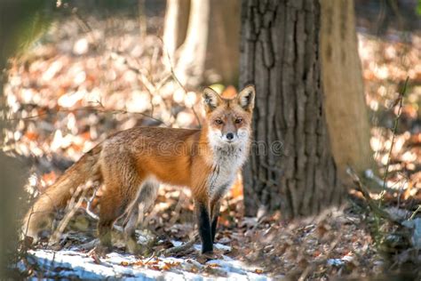 Close Up Of A Wild Red Fox Standing In The Sun In A Forest Stock Photo Image Of Definition