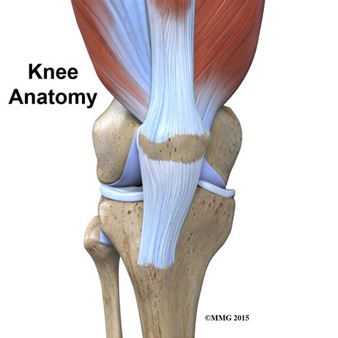 Physical Therapy In Jackson For Knee Anatomy