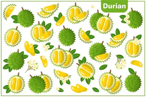 Set Of Vector Cartoon Illustrations With Durian Exotic Fruits Flowers