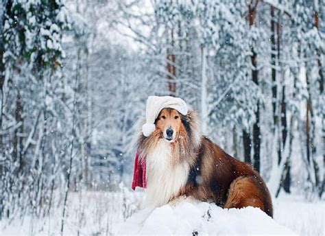 Collie Cute Forest Graphy Snow Wood Dog Winter Hd Wallpaper