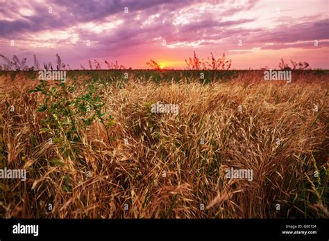 Grassland On Sunset Stock Photo Alamy