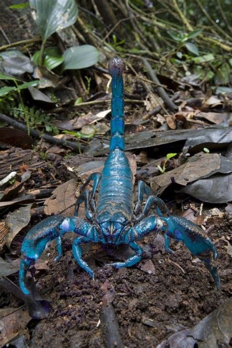 Blue Emperor Scorpion Pics