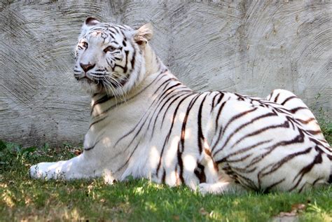 Tigre Blanc La Faune Au Fil Des Randos
