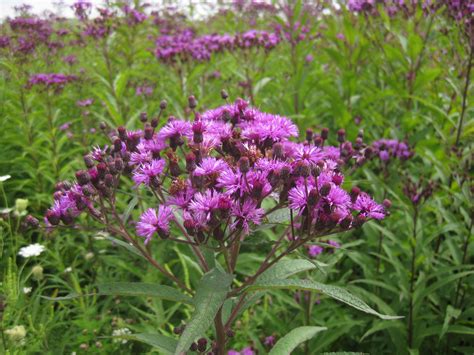 Purple Flower Weeds In My Yard Palatial Profile Navigateur