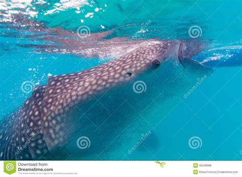 Underwater Shoot Of A Gigantic Whale Sharks Rhincodon Typus Stock