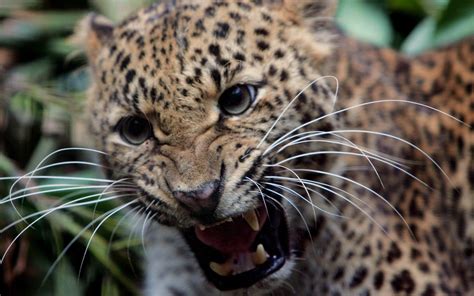 Animals Wildlife Feline Teeth Jaguars Wallpapers Hd Desktop And