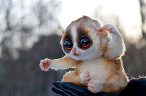 Their eyes are protected by a transparent membrane, and even more bizarre; 13 Cute Animals with Big Eyes Looking so Cute | Big Eyed ...