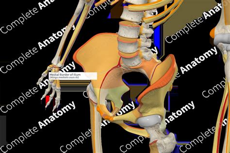 Medial Border Of Ilium Complete Anatomy
