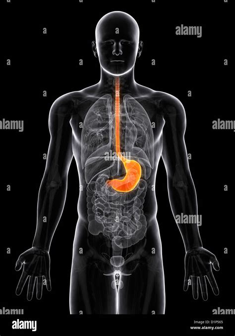 Human Stomach High Resolution Stock Photography And Images Alamy