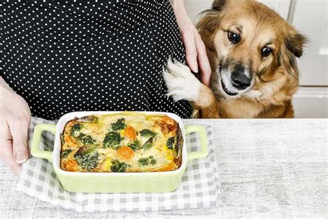 The best homemade dog food recipe is made with one ingredient that no commercial brand can match: Balanced Homemade Dog Food Recipes