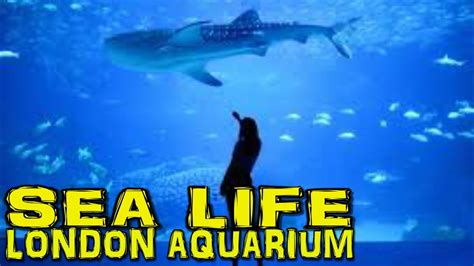 Sea Life London Aquarium Walk Through London 4k Youtube