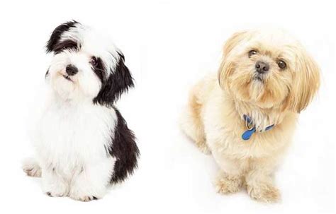 All About The Havanese Shih Tzu Mix Havashu Facts Information