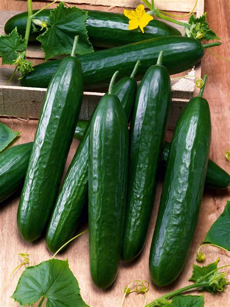 Cucumber Marketmore Organic Vegetable Seeds (Unwins) - Jackson's Nurseries